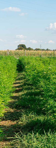 lassai producto ingredientes