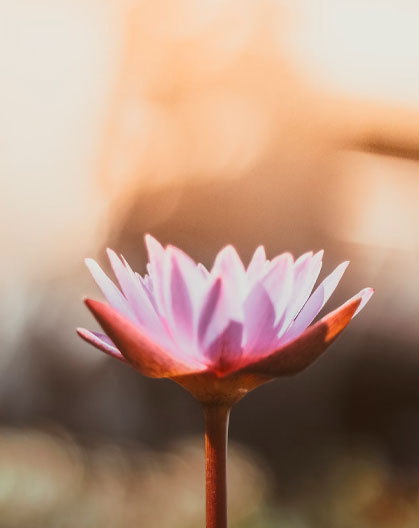 lassai producto pack beneficios lassai producto pack beneficios