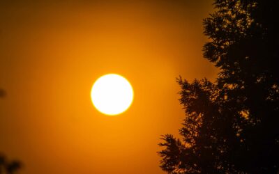 El poder del Aceite de Cáñamo contra la Inflamación