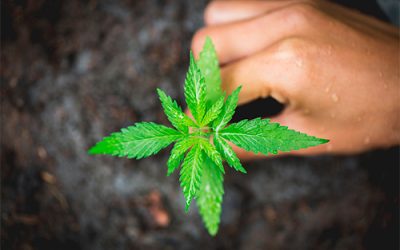 Desvelando los secretos verdes del Cultivo de Cáñamo: Beneficios Medioambientales